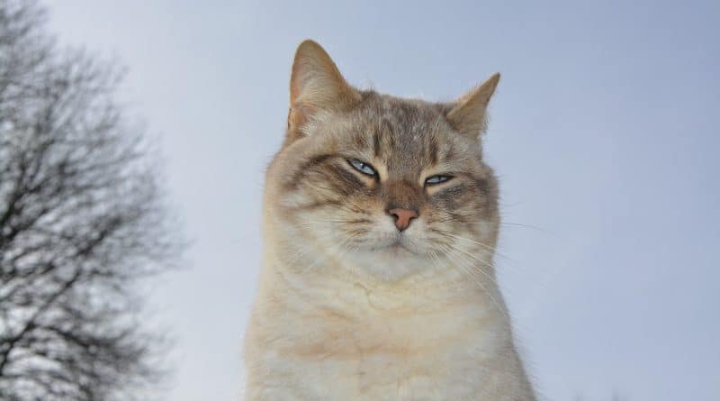 Restauration collective : l&rsquo;agriculture biologique pour une alimentation durable