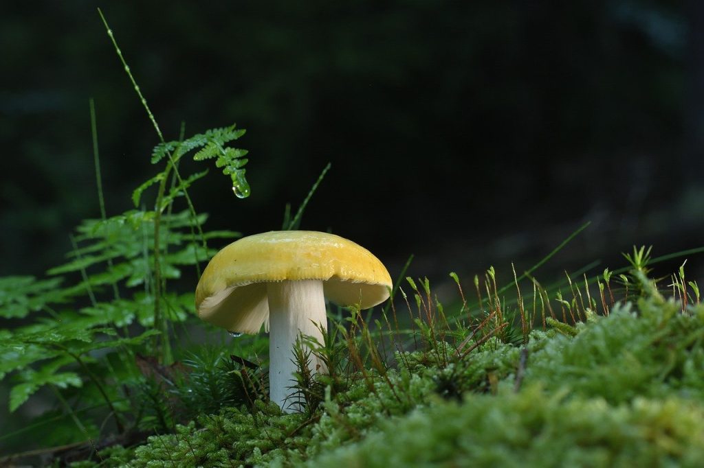 La biotech Baas r&eacute;volutionne le traitement viticole avec l’ADN des spores
