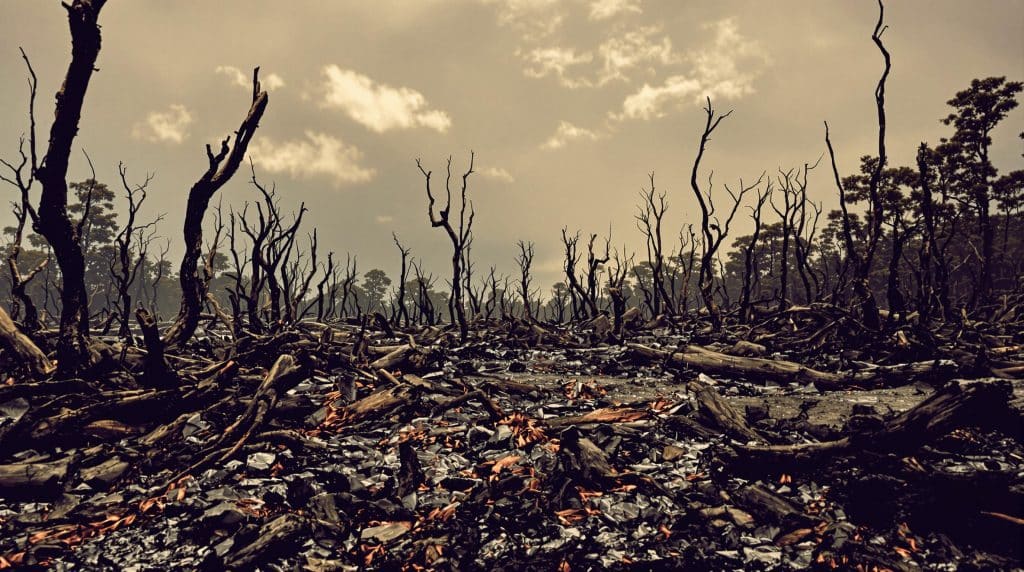La d&eacute;forestation des tropiques atteint un seuil alarmant en raison des incendies