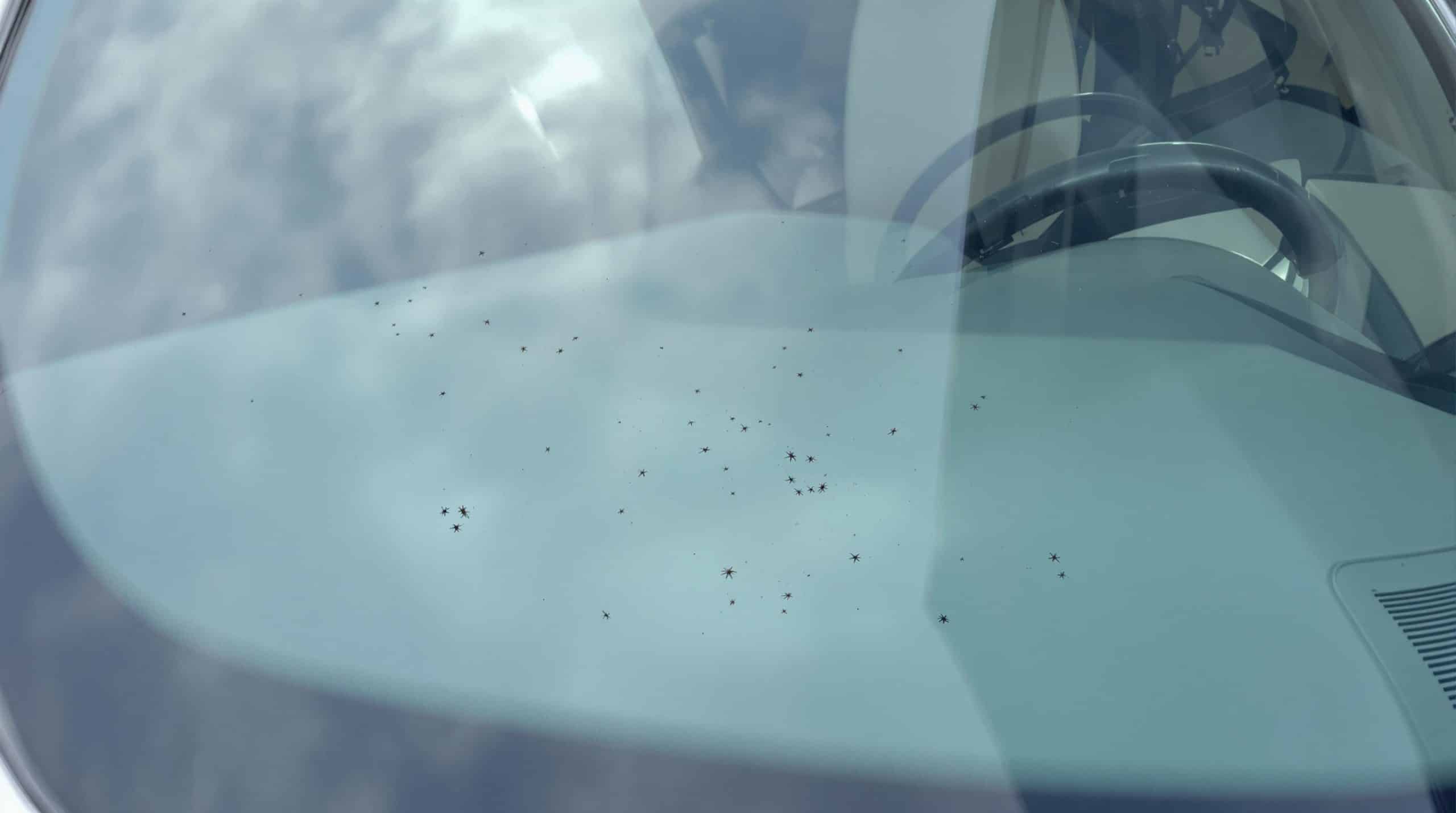Syndrome du pare-brise : un signe alarmant de la chute spectaculaire des populations d’insectes