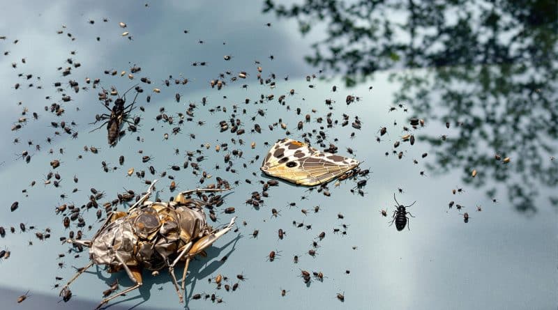 Syndrome du pare-brise : un signe alarmant de la chute spectaculaire des populations d’insectes