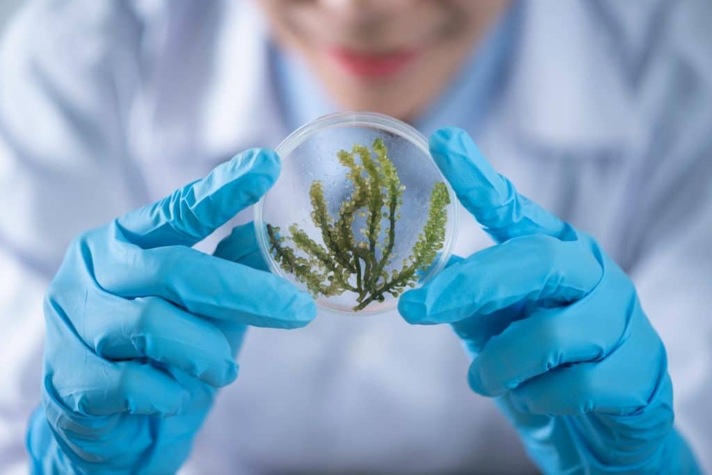 Le CBD et la relaxation : que dit la science?