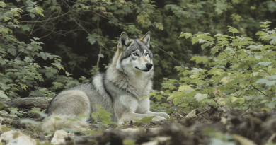 Le loup v&eacute;g&eacute;tarien : l&rsquo;art subtil de se transformer sans perturber, par Fanny Parise