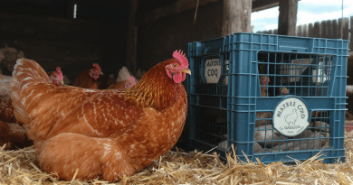 Ma&icirc;tre Coq, Le Gaulois&hellip; : le nouveau label &laquo; bien-&ecirc;tre animal &raquo; sous le feu des critiques