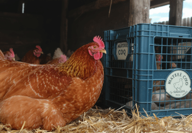 Ma&icirc;tre Coq, Le Gaulois&hellip; : le nouveau label &laquo; bien-&ecirc;tre animal &raquo; sous le feu des critiques